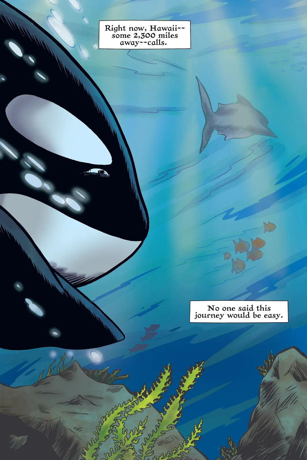 Xoc: Journey of a Great White  part 40